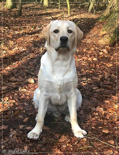 Joyful Lab's Easy-Going Boy - Fiete