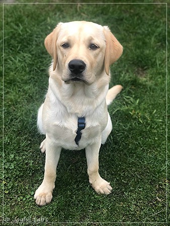 Joyful Lab's Easy-Going Boy - Fiete