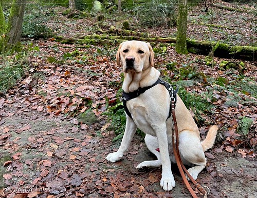 Fiete - Joyful Labs Fetch it Boy