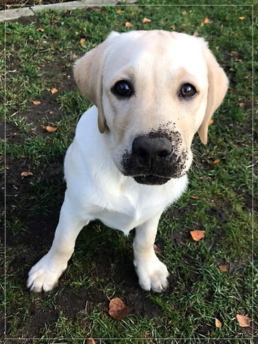 Joyful Lab's Easy-Going Boy - Fiete