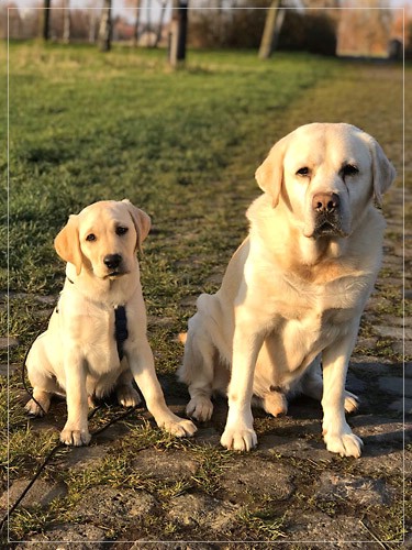 Joyful Lab's Easy-Going Boy - Fiete