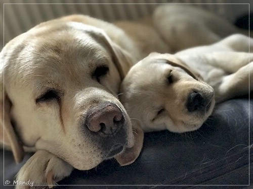 Joyful Lab's Easy-Going Boy - Fiete