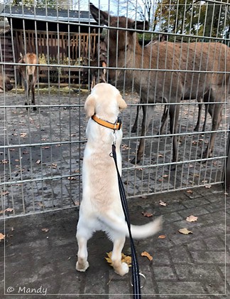 Joyful Lab's Easy-Going Boy - Fiete