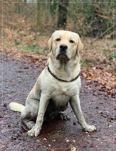 Joyful Lab's Easy-Going Boy - Fiete