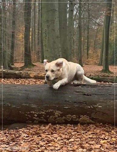 Joyful Lab's Easy-Going Boy - Fiete