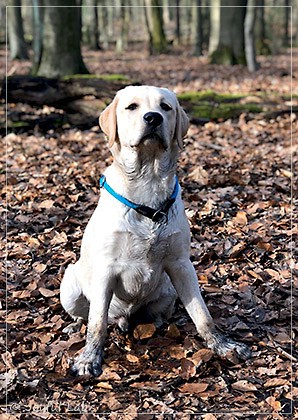 Joyful Lab's Easy-Going Boy - Fiete