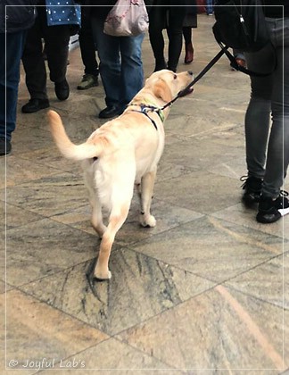 Joyful Lab's Easy-Going Boy - Fiete