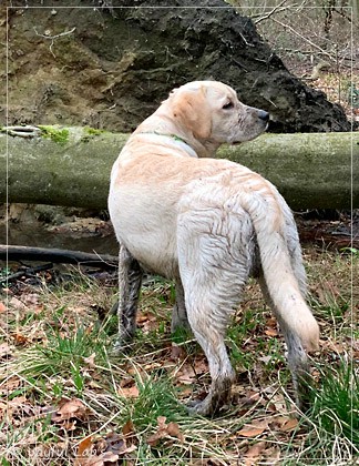 Joyful Lab's Easy-Going Boy - Fiete