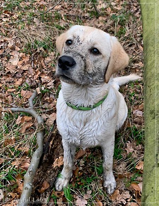 Joyful Lab's Easy-Going Boy - Fiete