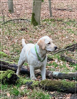 Joyful Lab's Easy-Going Boy - Fiete