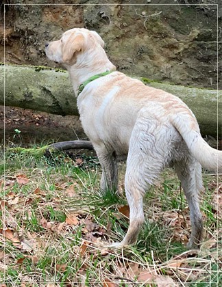 Joyful Lab's Easy-Going Boy - Fiete