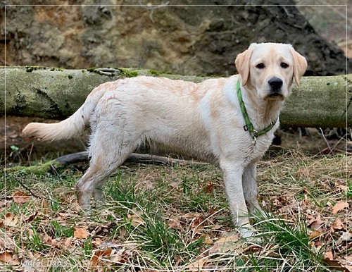 Joyful Lab's Easy-Going Boy - Fiete