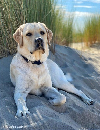 Joyful Lab's Easy-Going Boy - Fiete