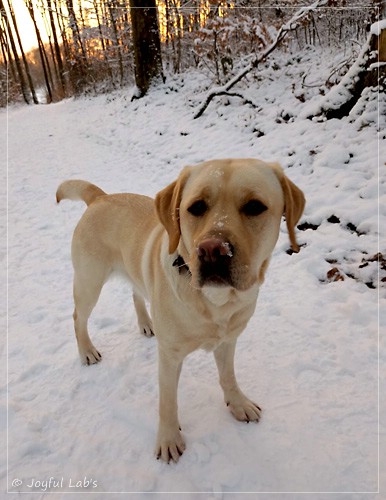 Frida - Joyful Labs First Class Girl