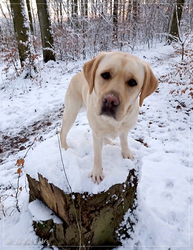 Frida - Joyful Labs First Class Girl