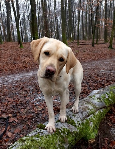 Frida - Joyful Labs First Class Girl