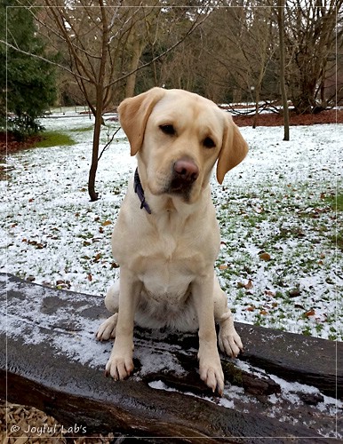 Frida - Joyful Labs First Class Girl