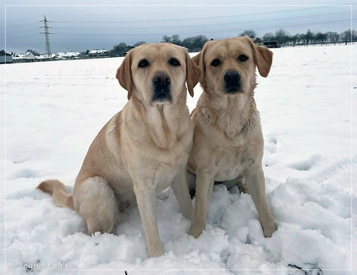 Joyful Lab's Entire my Girl - Frieda und Joyful Lab's Cheeky Girl - Greta