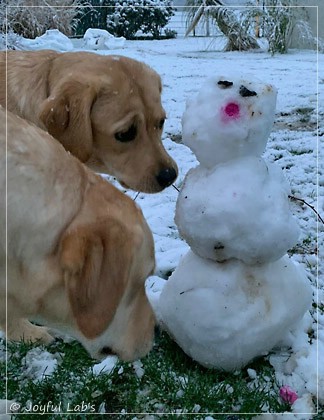 Joyful Lab's Entire my Girl - Frieda