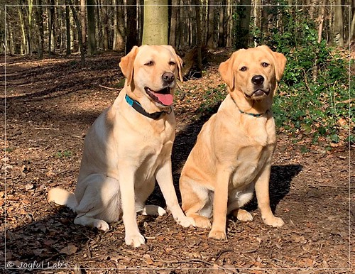 Joyful Lab's Entire my Girl - Frieda