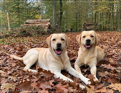 Joyful Lab's Entire my Girl - Frieda und Joyful Lab's Cheeky Girl - Greta