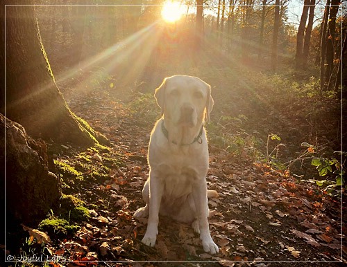 Joyful Lab's Cheeky Girl - Greta