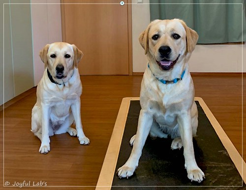 Joyful Lab's Entire my Girl - Frieda und Joyful Lab's Cheeky Girl - Greta