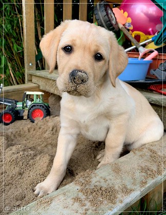 Joyful Lab's Entire my Girl - Frieda