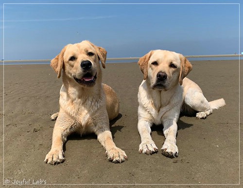 Joyful Lab's Entire my Girl - Frieda und Joyful Lab's Cheeky Girl - Greta