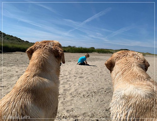 Joyful Lab's Entire my Girl - Frieda und Joyful Lab's Cheeky Girl - Greta