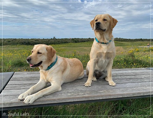 Joyful Lab's Entire my Girl - Frieda und Joyful Lab's Cheeky Girl - Greta