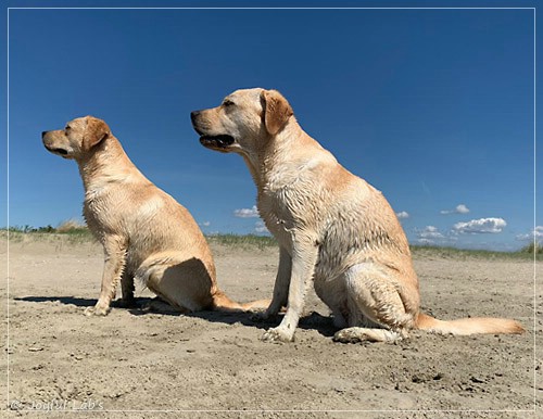 Joyful Lab's Entire my Girl - Frieda und Joyful Lab's Cheeky Girl - Greta