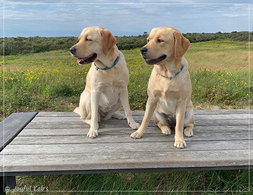 Joyful Lab's Entire my Girl - Frieda und Joyful Lab's Cheeky Girl - Greta