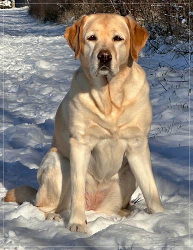 Joyful Labs Cheeky Girl 