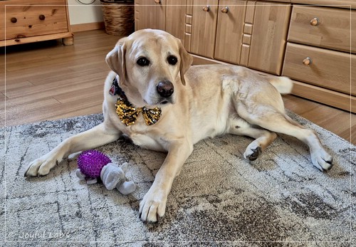 Henry - Joyful Lab�s Dream Boy