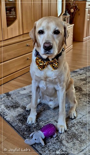 Henry - Joyful Lab�s Dream Boy