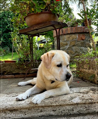 Joyful Lab�s Come on Boy - Josch