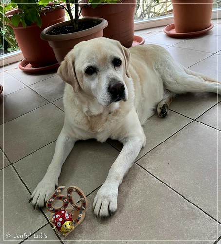 Joyful Lab�s Come on Boy - Josch