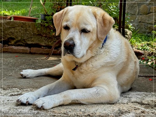 Joyful Lab�s Come on Boy - Josch