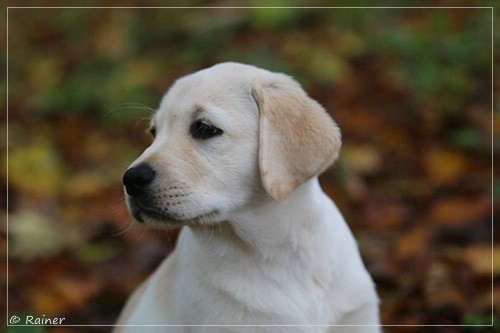 Joyful Lab's Escort Boy - Luis