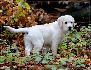 Joyful Lab's Escort Boy - Luis