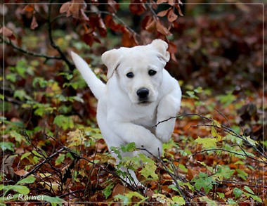 Joyful Lab's Escort Boy - Luis