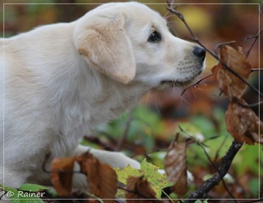 Joyful Lab's Escort Boy - Luis