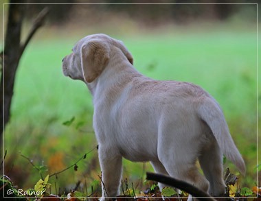 Joyful Lab's Escort Boy - Luis