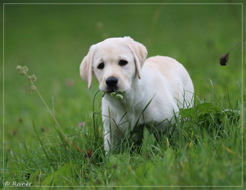 Joyful Lab's Escort Boy - Luis