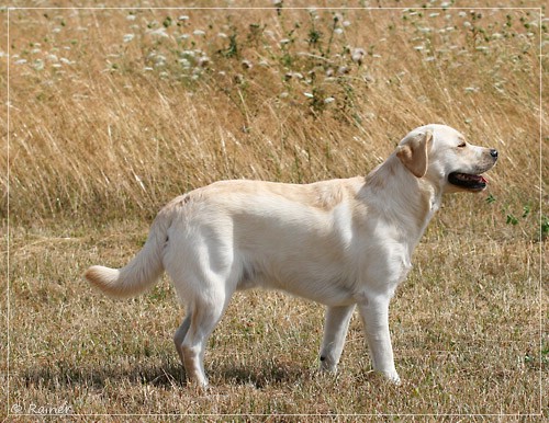 Joyful Lab's Escort Boy - Luis