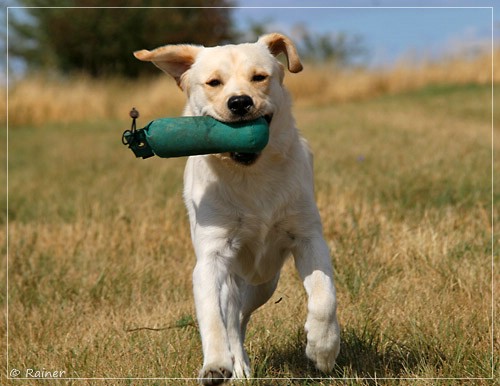 Joyful Lab's Escort Boy - Luis