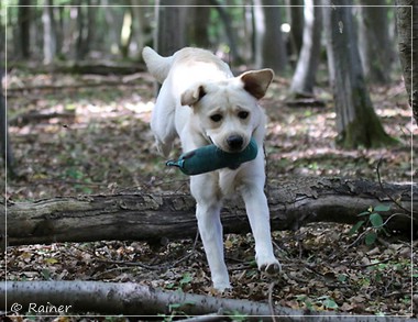 Joyful Lab's Escort Boy - Luis