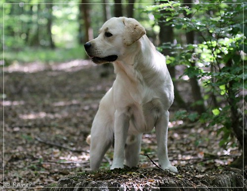 Joyful Lab's Escort Boy - Luis