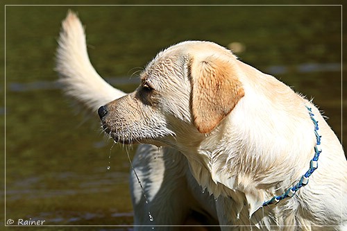 Joyful Lab's Escort Boy - Luis